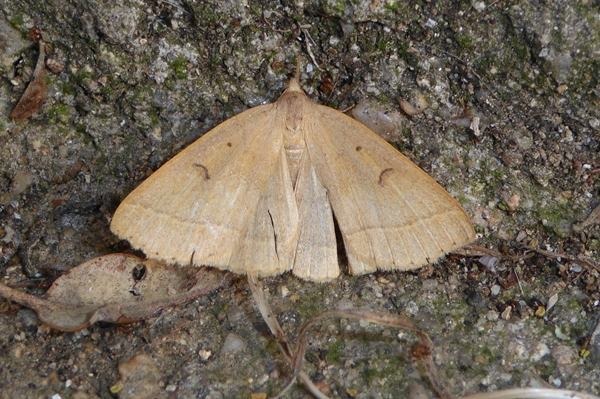 Herminia flavicrinalis, Erebidae